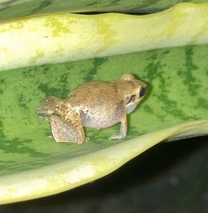 Eleutherodactylus johnstonei