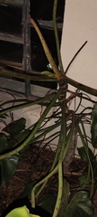 Philodendron cordatum