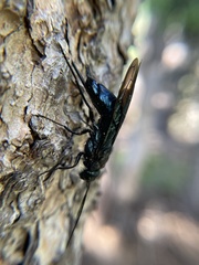 Sirex californicus