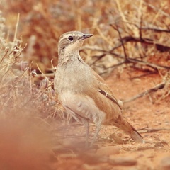 Cinnamon Quail-Thrush photo 3