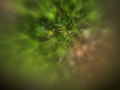 Bryophyta