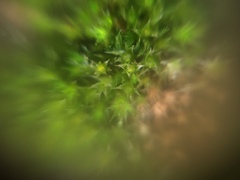 Bryophyta