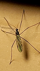 Gnophomyia tristissima