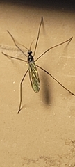 Gnophomyia tristissima