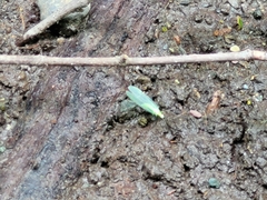 Chrysopa quadripunctata