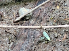 Chrysopa quadripunctata