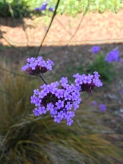 Verbena lasiostachys
