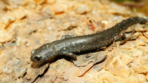 Aquiloeurycea cephalica