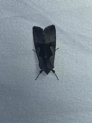 Autographa ampla