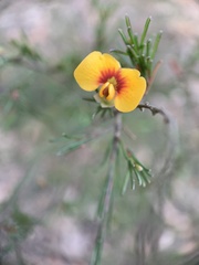 Dillwynia tenuifolia