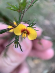 Dillwynia tenuifolia
