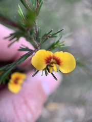 Dillwynia tenuifolia