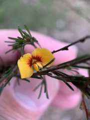 Dillwynia tenuifolia