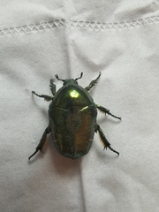 Protaetia nitididorsis