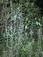 Lippia stoechadifolia