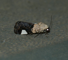 Tarache areloides