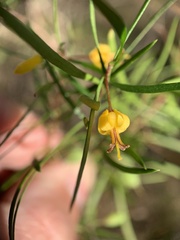 Persoonia nutans