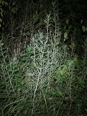 Lippia stoechadifolia