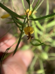Persoonia nutans