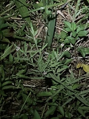 Lippia stoechadifolia