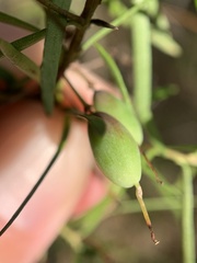 Persoonia nutans