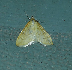 Hahncappsia pergilvalis