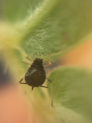 Aphis craccivora
