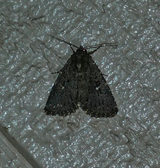 Condica albolabes