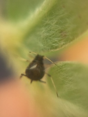 Aphis craccivora