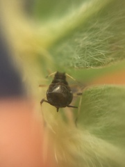 Aphis craccivora