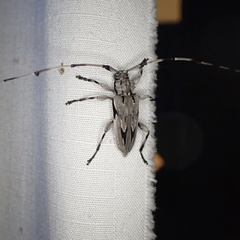 Acanthocinus nodosus