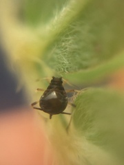 Aphis craccivora