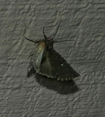 Condica albolabes