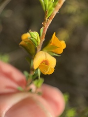 Pultenaea parviflora
