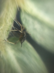 Aphis craccivora