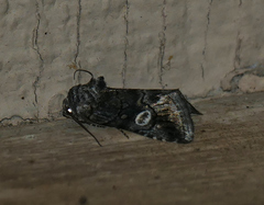 Copanarta aurea