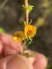Pultenaea parviflora