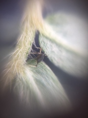 Aphis craccivora