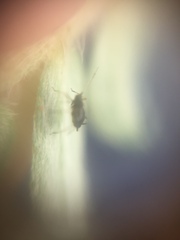 Aphis craccivora