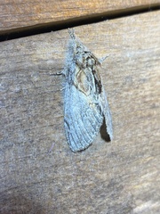 Peridea basitriens