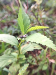 Muscidae