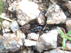 Lygaeoidea