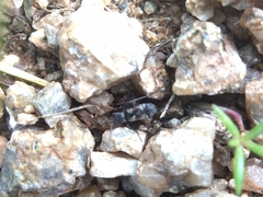 Lygaeoidea
