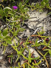 Carpobrotus virescens