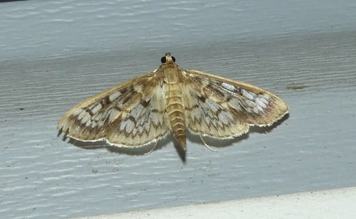 Zigzag Herpetogramma Moth photo 4