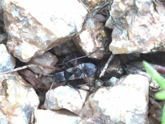 Lygaeoidea