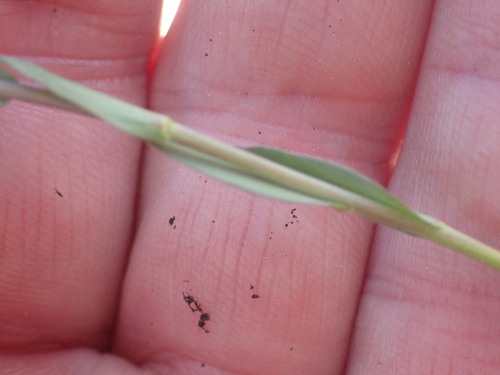 Image of Lyall's Rockcress (Boechera lyallii) by no rights reserved
