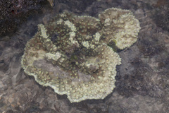 Duncanopsammia peltata