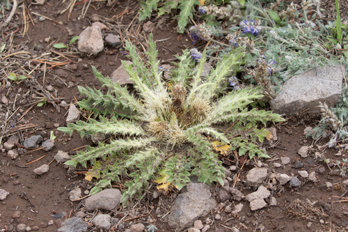 Elk Thistle