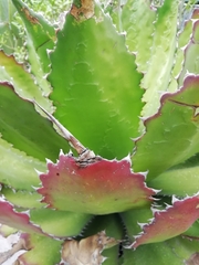 Agave cupreata